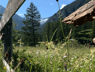 Mein Leben Mein Leben