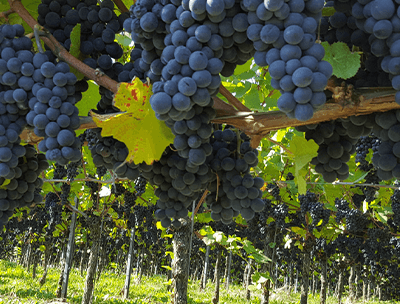 Ernährung Ernährung